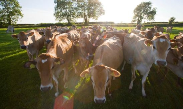 El País Vasco corta el transporte transfronterizo con Francia a vehículos de más de 7,5 kilos