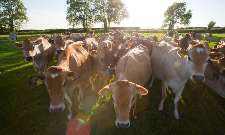 El País Vasco corta el transporte transfronterizo con Francia a vehículos de más de 7,5 kilos