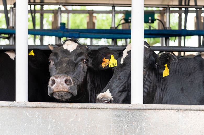 Actualización de la protesta de los ganaderos franceses en Le Boulou