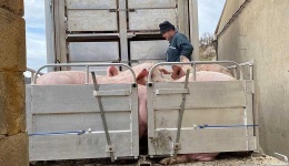 CETM Animales Vivos actualiza la situación de la peste porcina africana en España