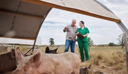 CETM Animales Vivos alerta al transporte sobre el impacto de la peste porcina africana
