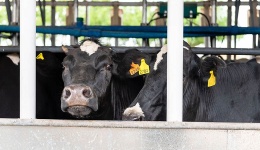 Actualización de la protesta de los ganaderos franceses en Le Boulou